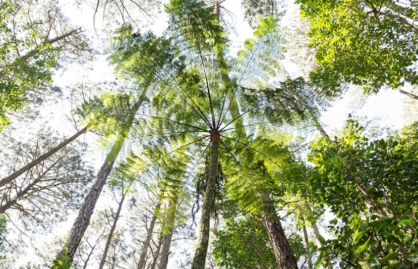 Humans Risk Killing Off One-In-Five of All Plant Species