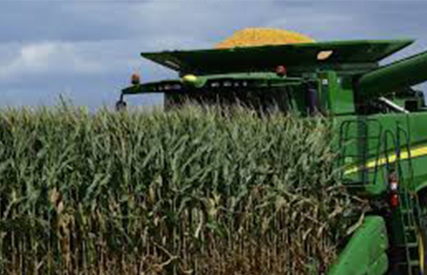 New Stem Cell Discovery Could Boost Corn Crop Yields By An Astounding 50 Percent