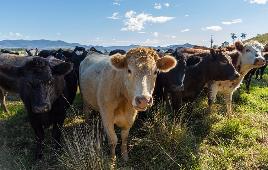 Beano For Bovines: Here's How Researchers Are Cutting Methane Emissions From Cows