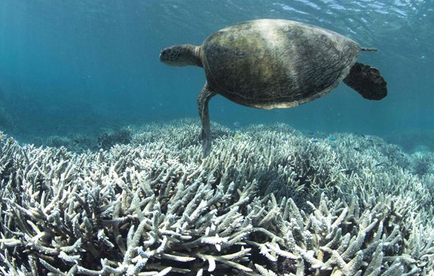 Australia Scrubbed From UN Climate Change Report After Government Intervention