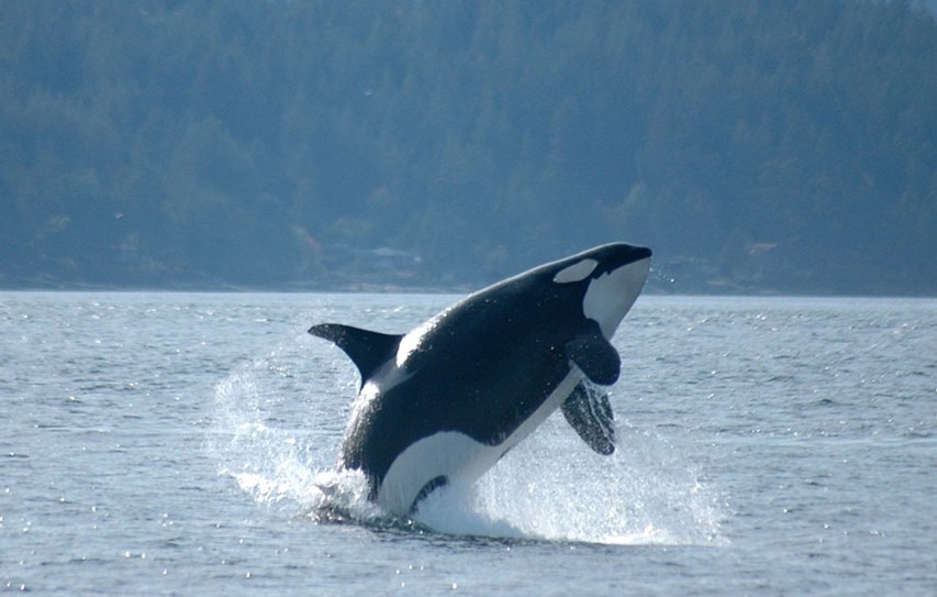 Orcas Are First Non-Humans Whose Evolution Is Driven By Culture