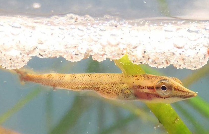 Microplastics Killing Fish Before They Reach Reproductive Age, Study Finds