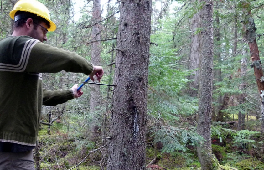 Why Climate Change Could Benefit Parts Of Canada’s Boreal Forest