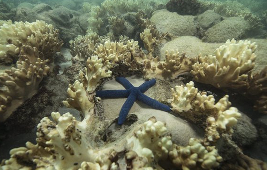 Coral Bleaching Event Now Biggest In History – And About To Get Worse