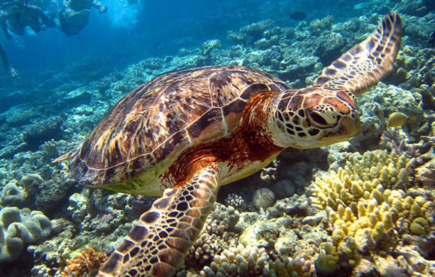 UN Committee May Again Consider Listing Great Barrier Reef As 'In Danger'