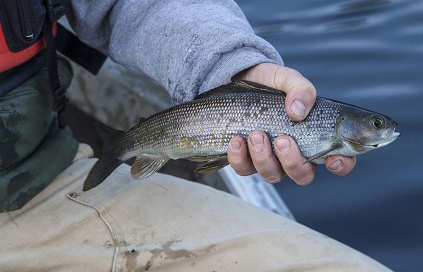 Mining Companies Keep Draining Arctic Lakes And Moving All Of Their Fish