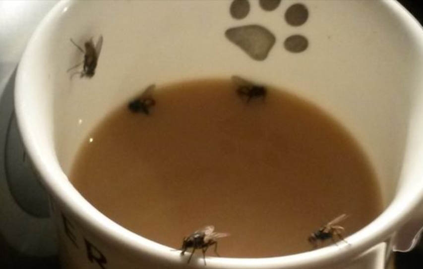 Derby Fly Plague Firm Misses Environment Agency Deadline