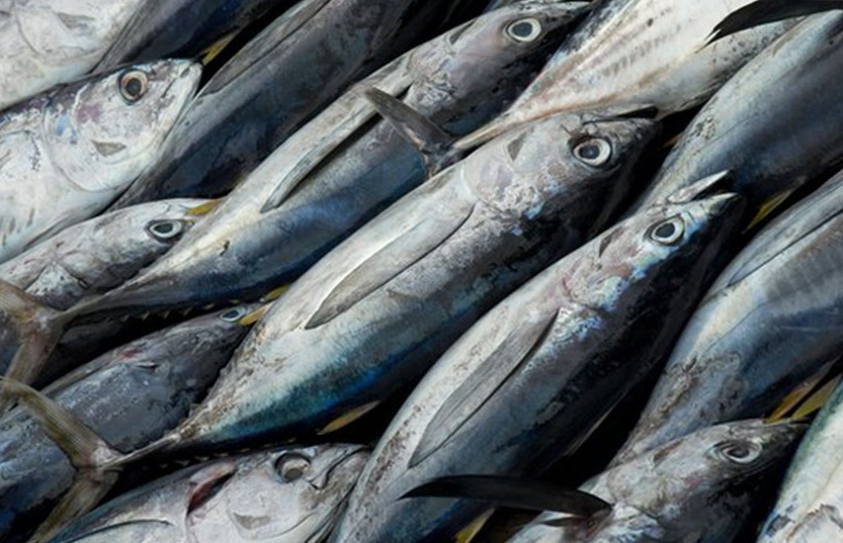 Global Fish Production Approaching Sustainable Limit, UN Warns