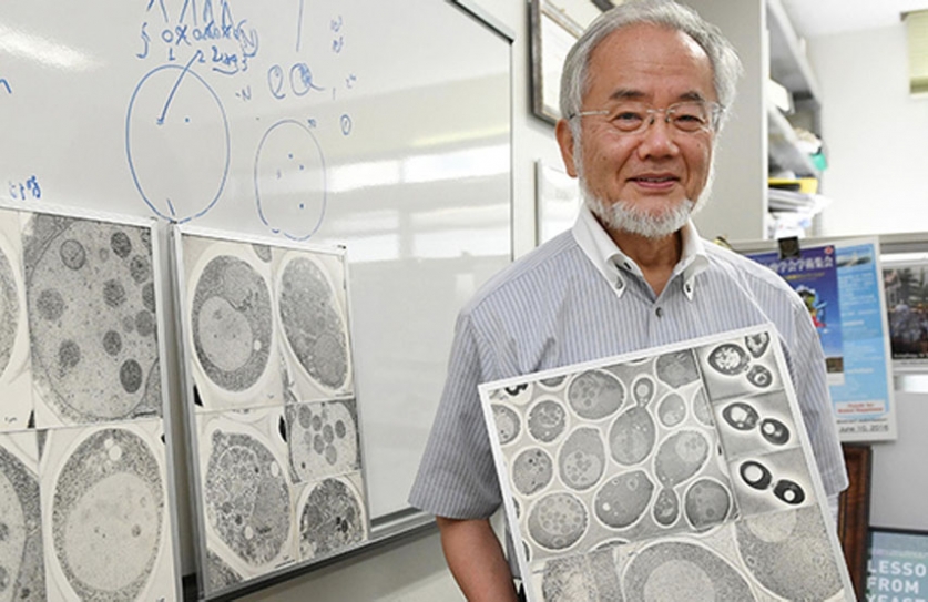 Why The Nobel Prize Winning Discovery Of Autophagy Matters
