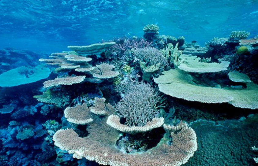 The Great Barrier Reef Is Under Severe Stress – But Not Dead Yet
