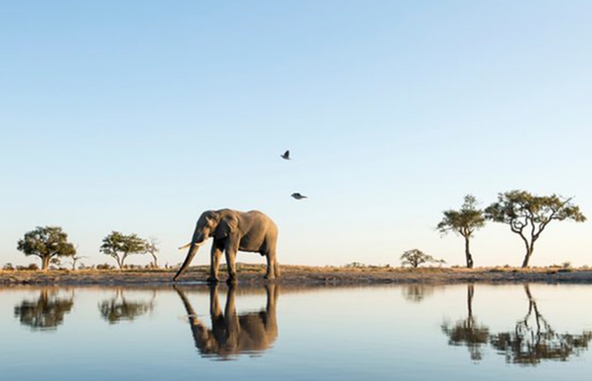 We Can Save Elephants. But Can We Save Wild Elephants?