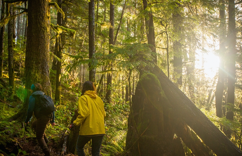 Prehistoric Trees Could ‘Future-Proof’ Forests Against  Climate Change