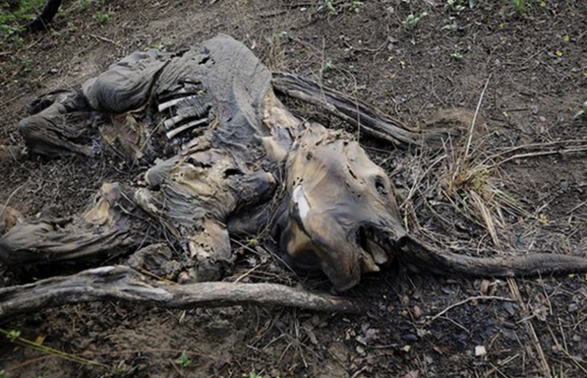 World On Track To Lose Two-Thirds Of Wild Animals By 2020, Major Report Warns