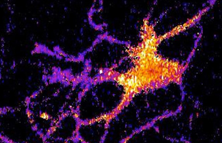 Scientists Are Using the Enzyme That Makes Fireflies Glow to Track Brain Cells