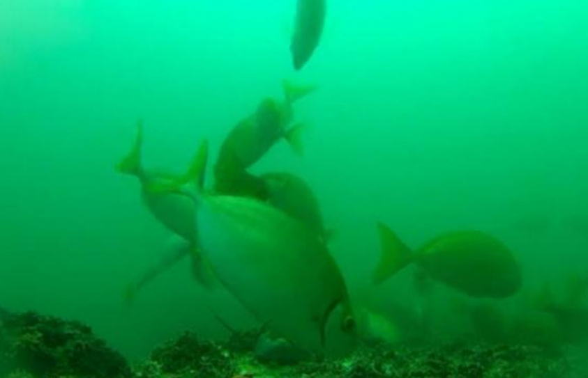 Destruction of kelp forests by tropical fish shows impact of ocean temperature rises