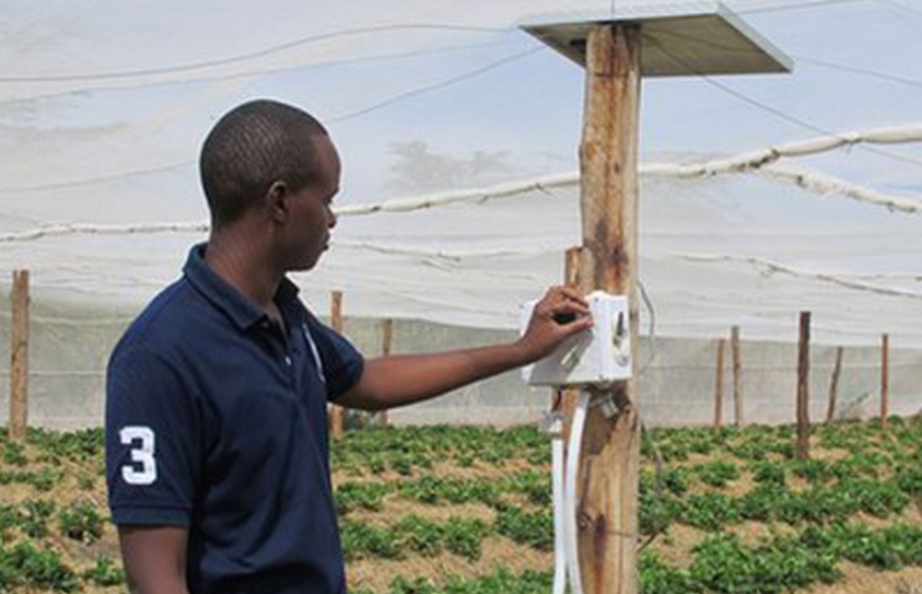 Can Mars' Bid To Publish Genetic Maps Of Historic African Crops Boost Nutrition?