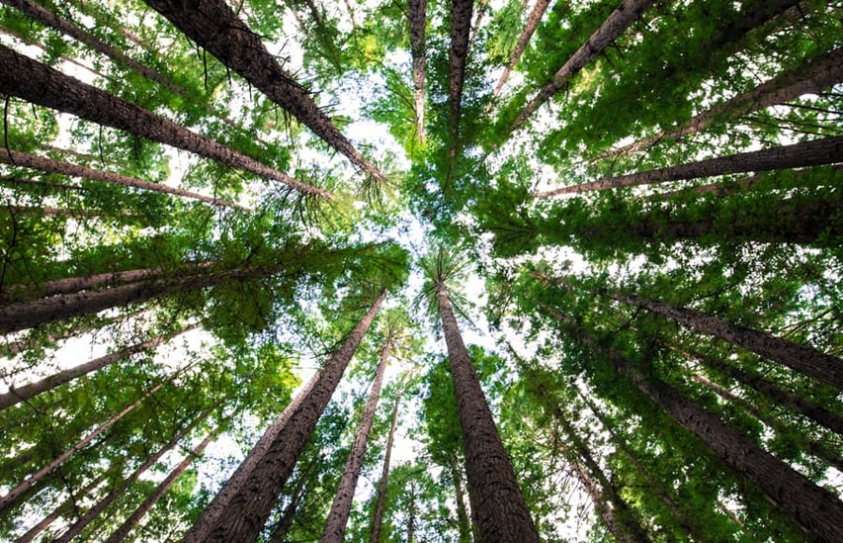 Plants Appear To Be Trying To Rescue Us From Climate Change