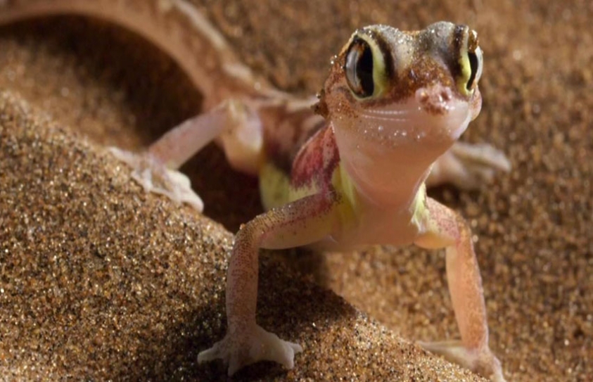 More young people are watching Planet Earth 2 than The X Factor