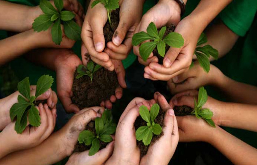 India Plants 50 Million Trees In One Day, Smashing World Record