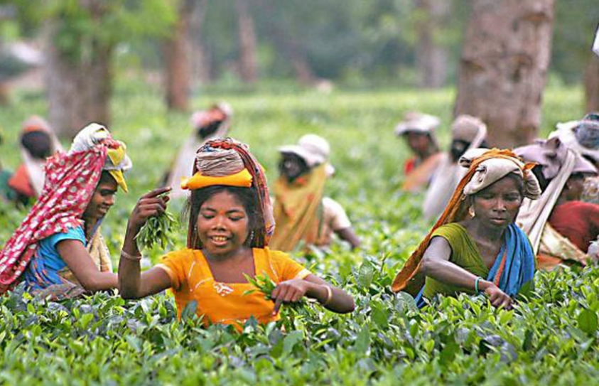 The Girl Child In The Tea Gardens Of Assam