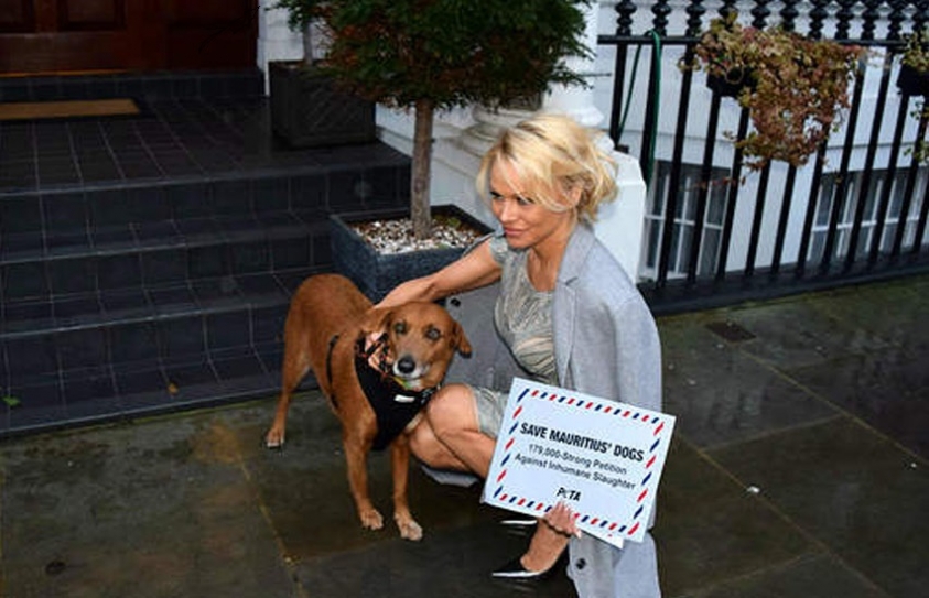 Pamela Anderson Delivers Petition Calling For Mauritius To Stop Dog Cruelty