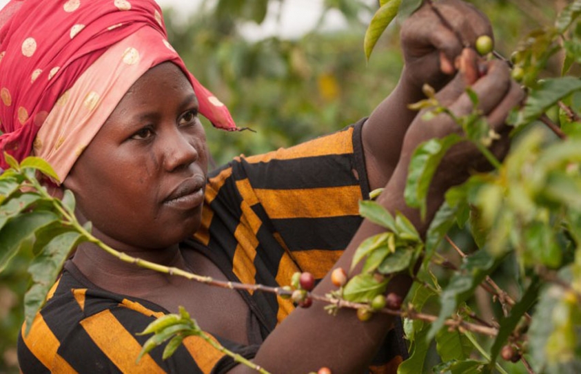 Women In Coffee Country