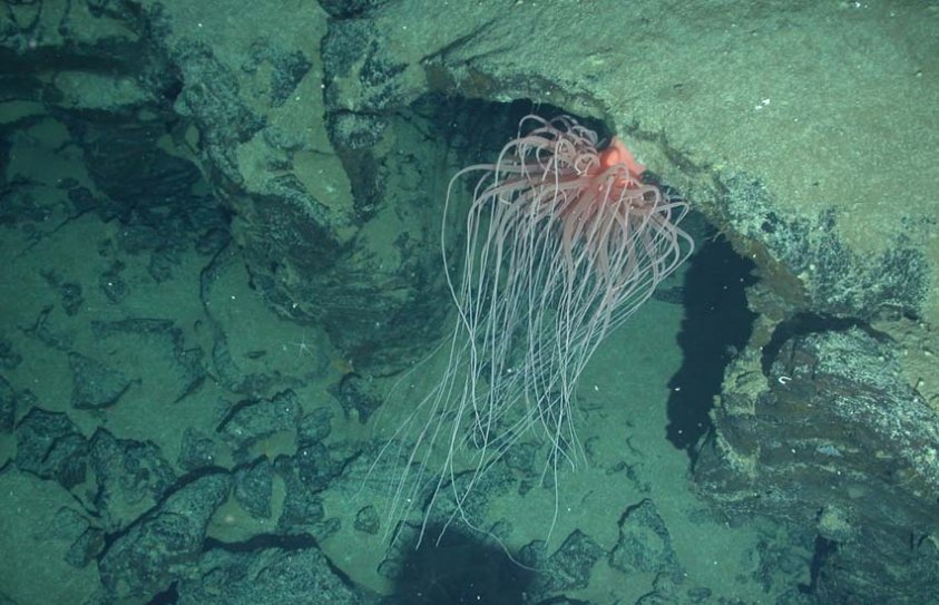 Six New Species Discovered Near Thermal Vents on Ocean Floor