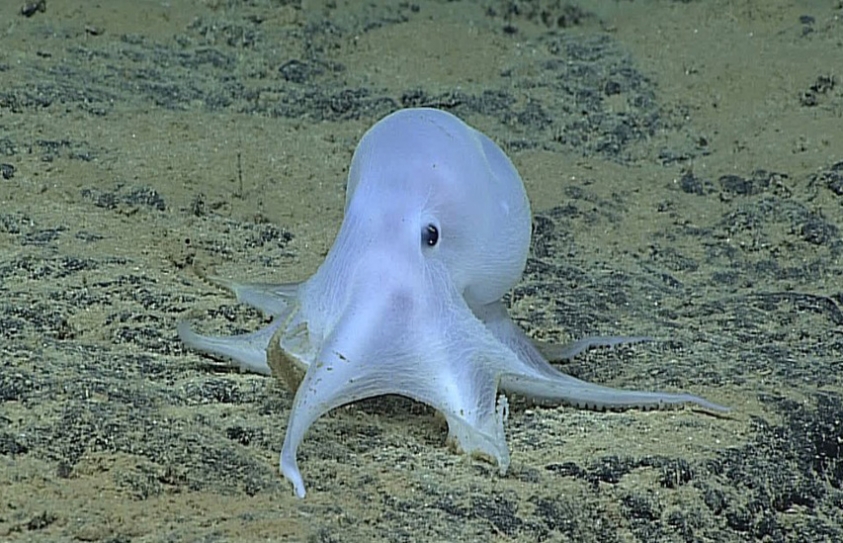 Mining For Smartphone Metals Could Kill Rare And Beautiful Deep Sea Creatures