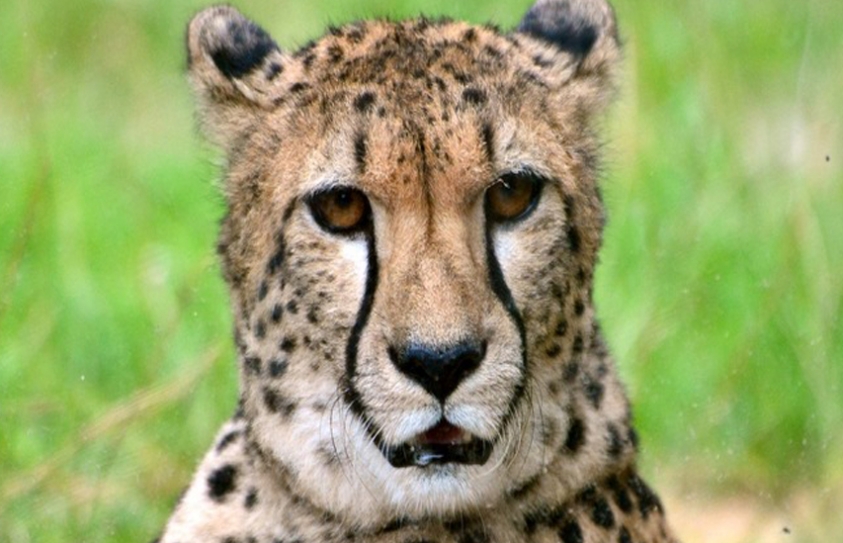 Cheetah 'More Vulnerable To Extinction Than Previously Thought'
