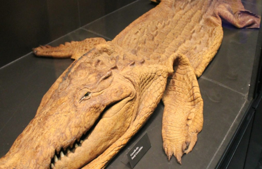 India Bans Import Of Exotic Furs & Crocodile Skin – Animal Rights Activists Are Thrilled! 