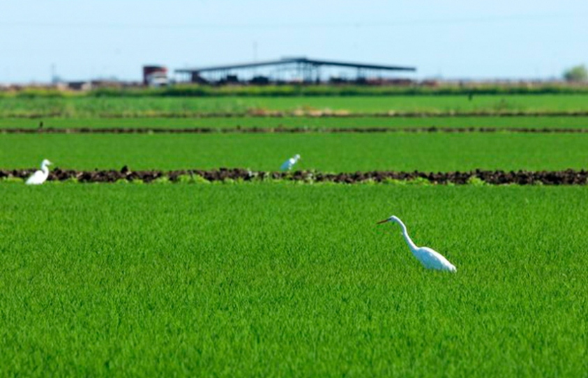 Why The Environment Needs Water Markets