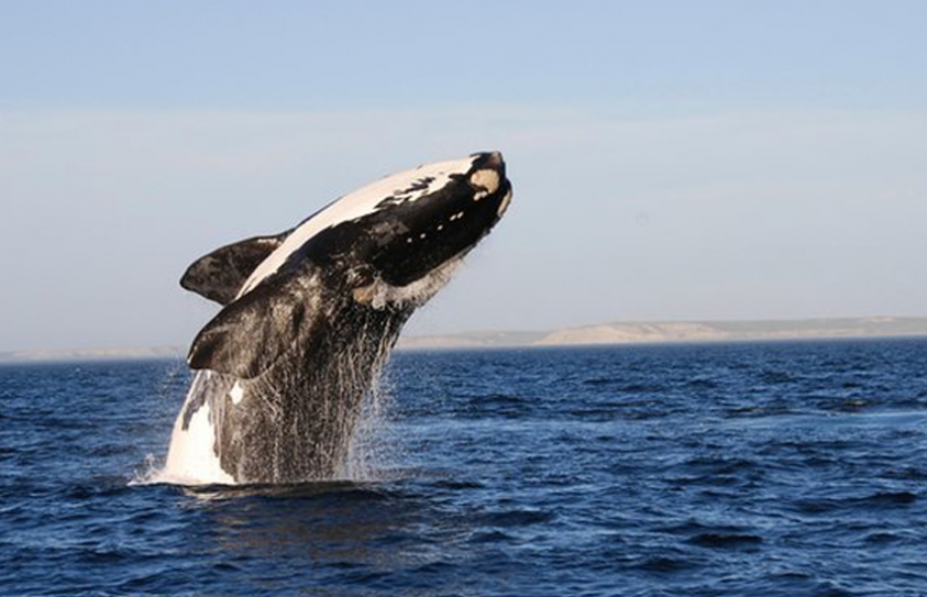 UK Scientists Bid To Solve Mystery Deaths Of Hundreds Of Baby Southern Right Whales 