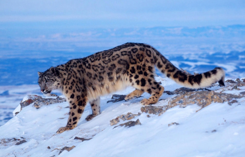 Nepal Announces New Ambitious Action Plan To Help Secure Future for Its Snow Leopards