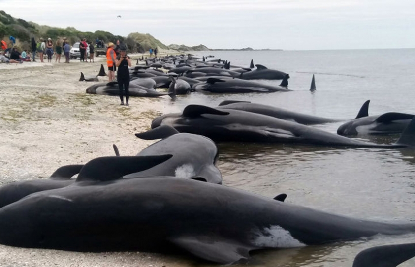 Hundreds Of Whales Die In Mass Stranding On New Zealand Beach 