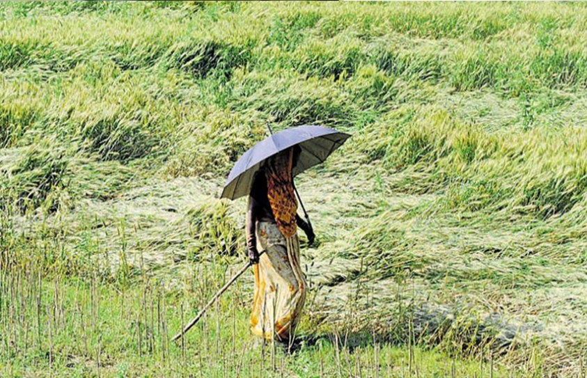 Who’s The Boss? India’s Women Farmers Take Charge Battling Traditional Gender Roles