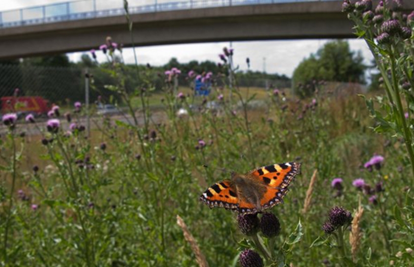 Urban Butterfly Declines 69% Compared To 45% Drop In Countryside 