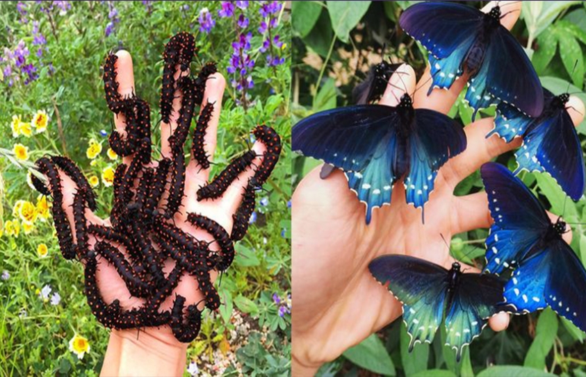 How One Man Repopulated A Rare Butterfly Species In His Backyard