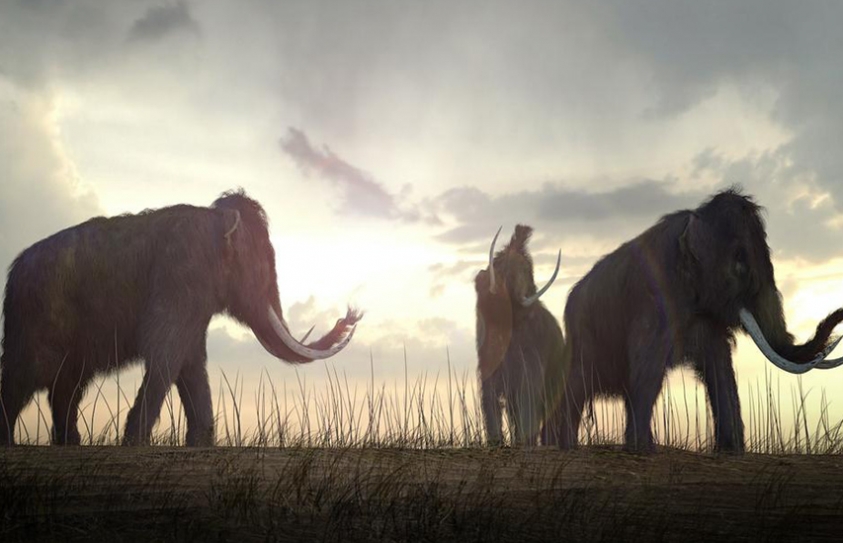 ‘De-Extinction’ Is a Bad Idea Because We Can’t Even Take Care of What We’ve Got