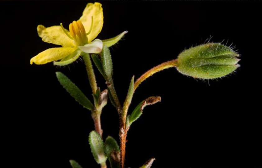Plant Thought Extinct For 200 Years Sparks Legal Action Against Sydney Development 
