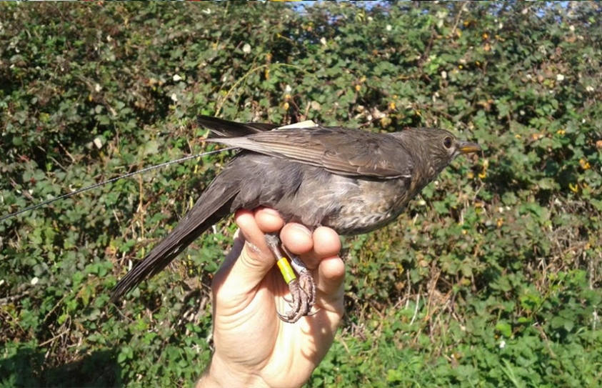 The International Space Station Will Soon Help Track Bird And Insect Migration 
