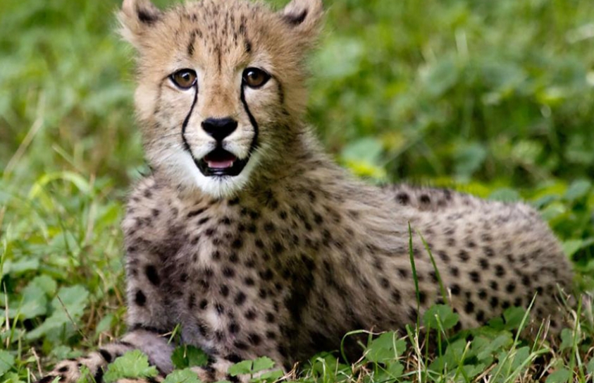 This Scientist Wants To Sequence The Genomes of 8,000 Endangered Animals Before They’re Gone 