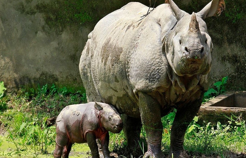 In Kaziranga, An Orphanage Raises Baby Rhinos Till They’re Ready To Go Back Into The Wild