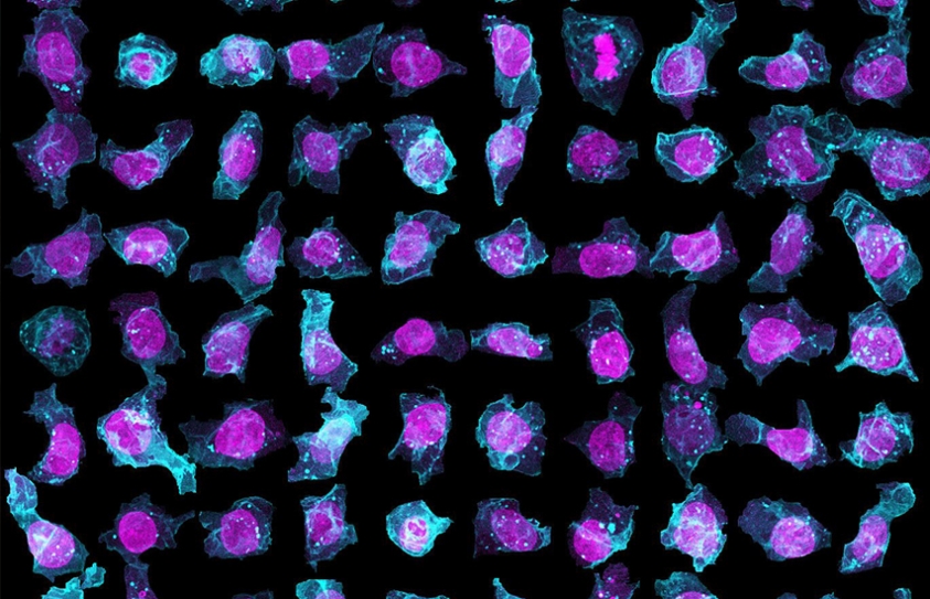  Massive 3-D Cell Library Teaches Computers How To Find Mitochondria 