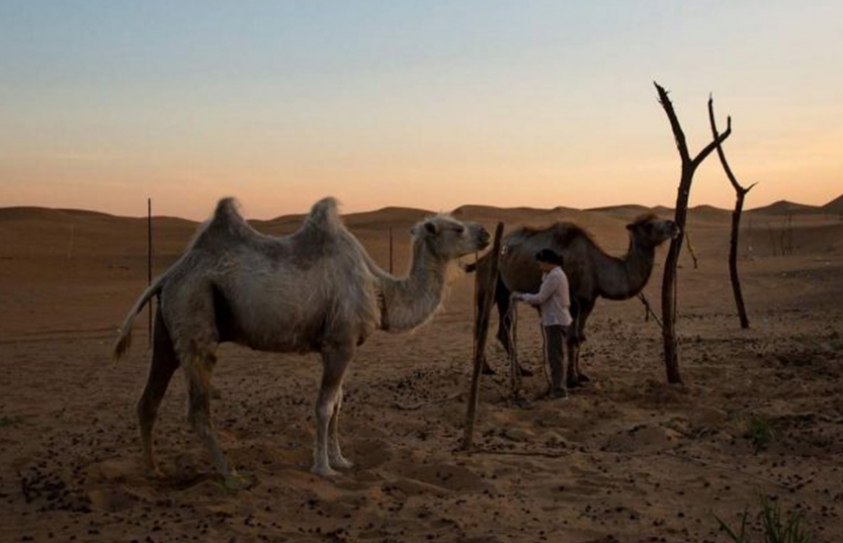 Living in China’s Expanding Deserts