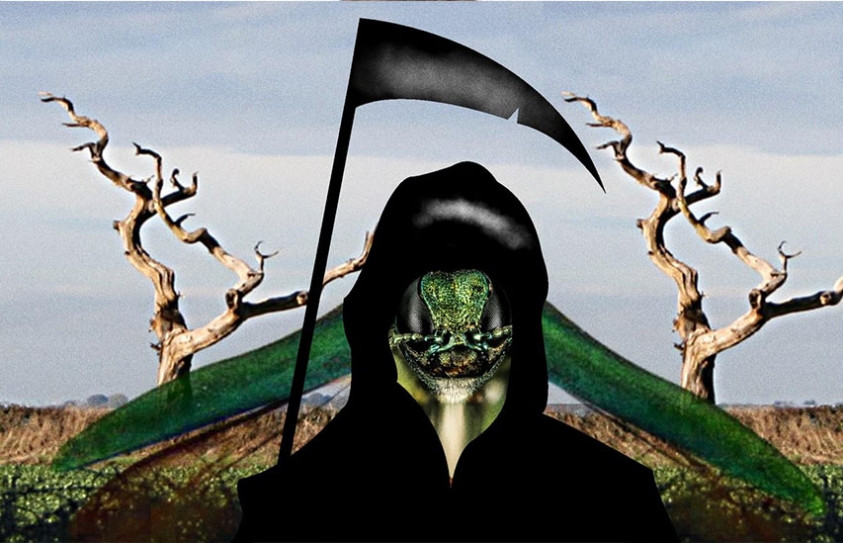 This Little Asshole Is Going To Kill 8 Billion Trees In A Decade 