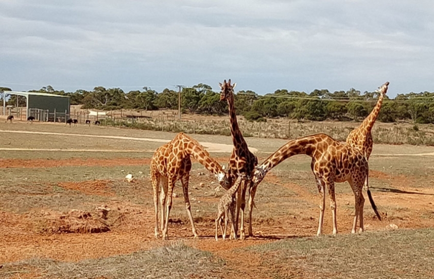  Baby Giraffe Narus Has First Outing At Chester Zoo 