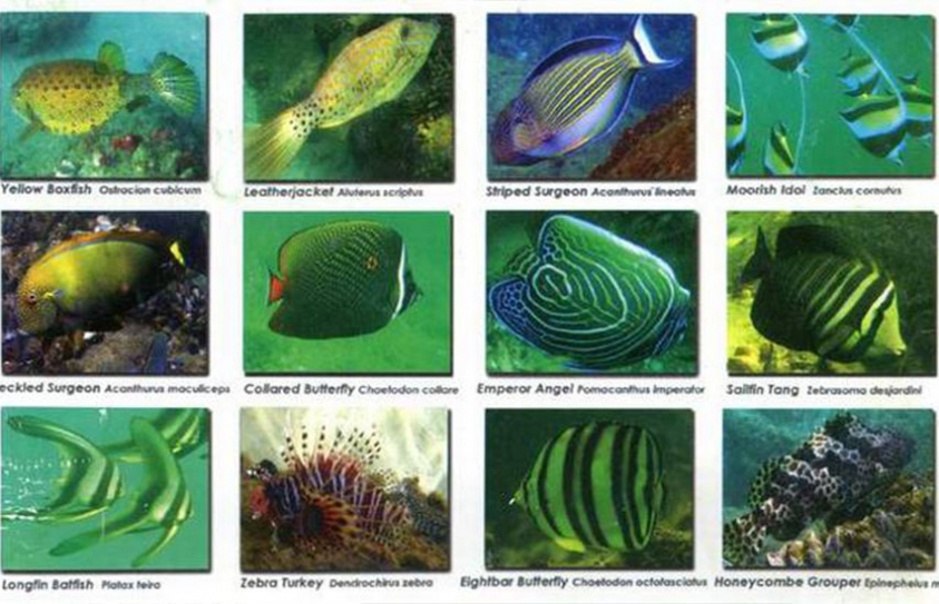  Date With Marine Life 