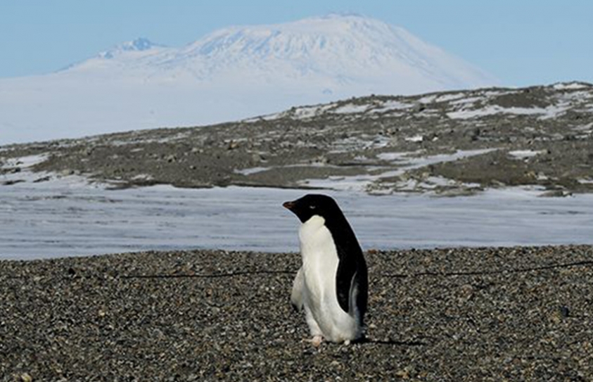  More Antartic Protections Urged On #WorldPenguinDay 