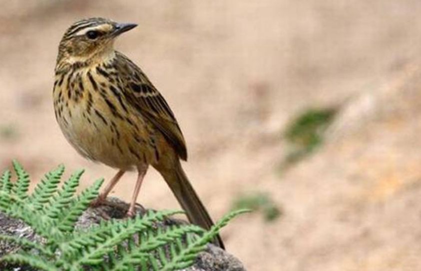 17 Western Ghats Have Smaller Ranges Than What Experts Estimated 