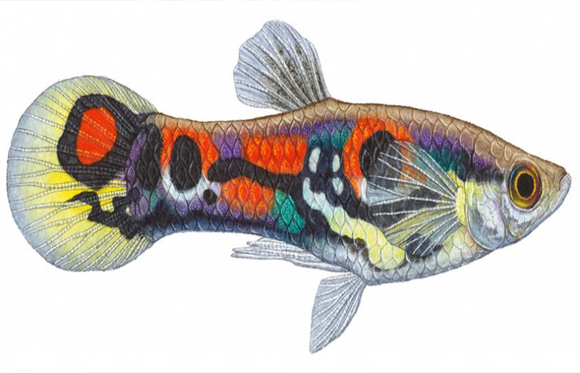 Why Do Fish Not Deserve Their Reputation For Forgetfulness 